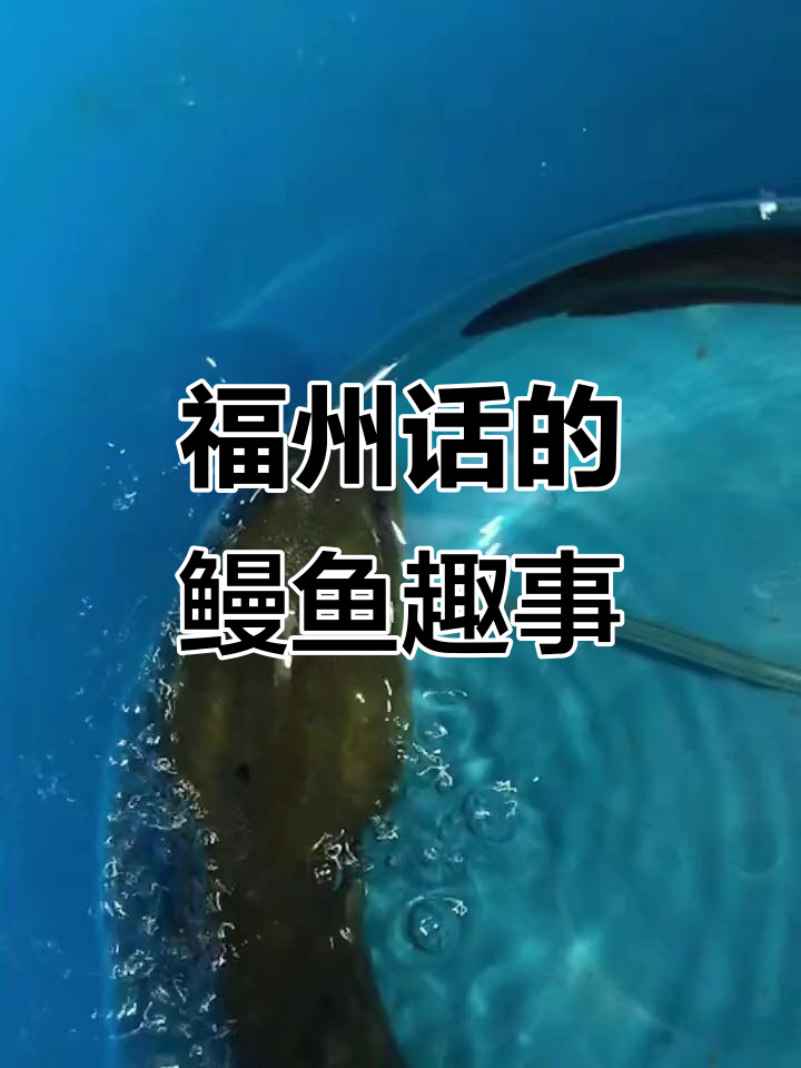 福州话里的鳗鱼分类:溪滑、卢鳗和河鳗,原来都有纹身!