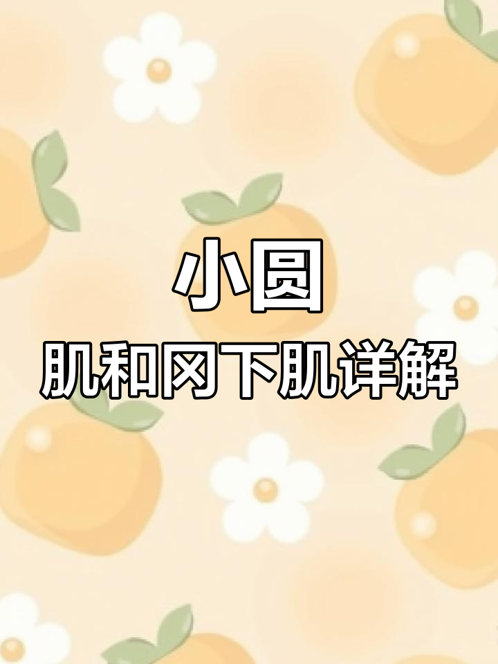 肩部肌肉解剖:小圆肌与冈下肌的功能解析