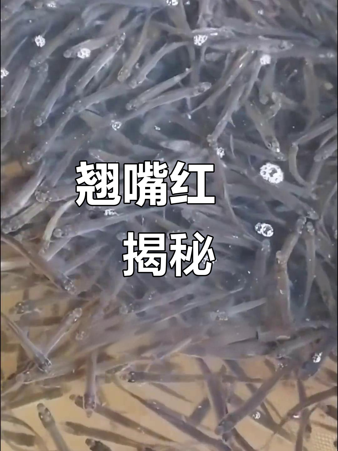 这不是青稍,而是生长迅速的翘嘴红鲌,能长到15公斤