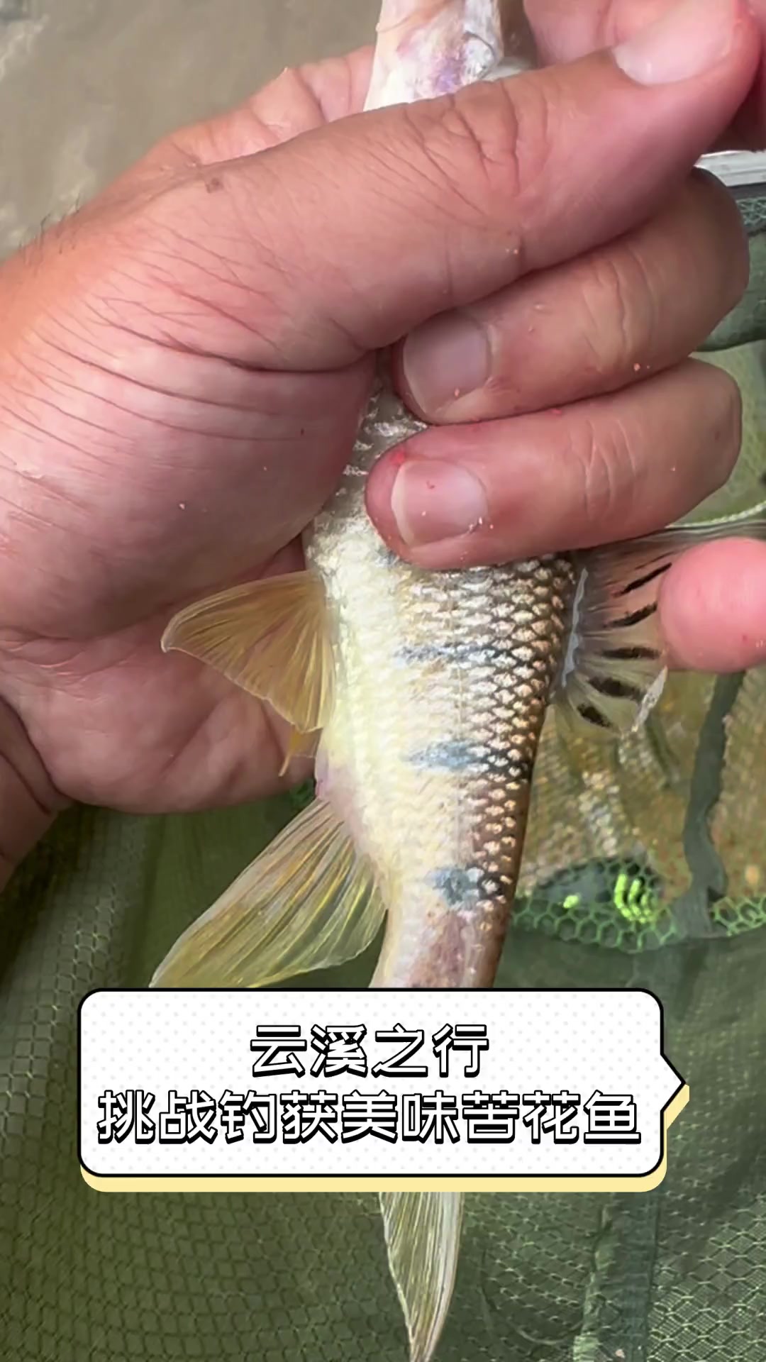 云溪之行,挑战钓获美味苦花鱼