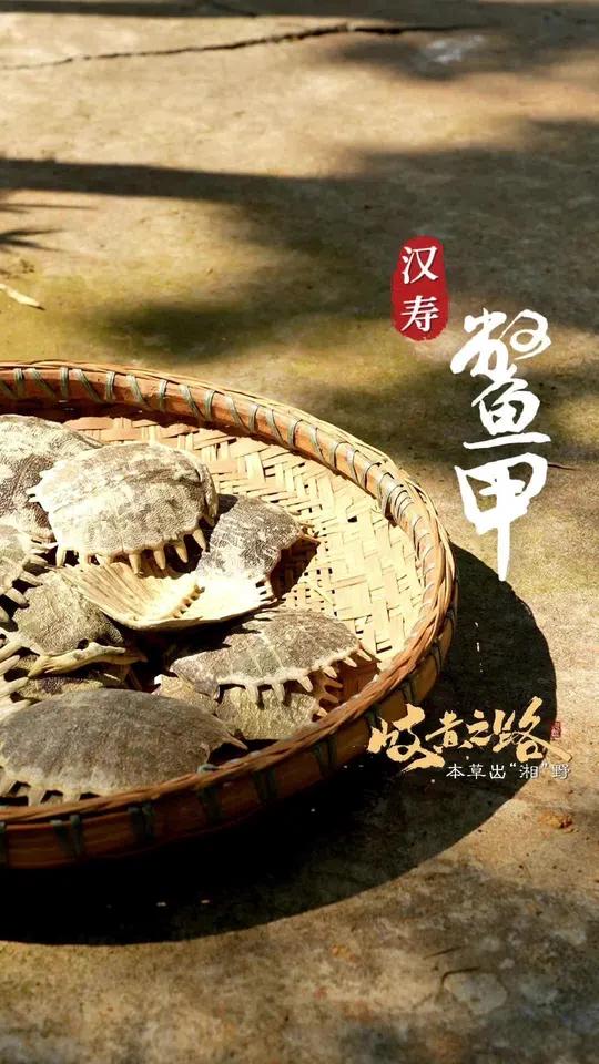 「岐黄之路 本草出“湘”野⑤|水中“贵族”,身披“宝甲”惠人间」汉寿甲鱼,是湖南人餐桌上的