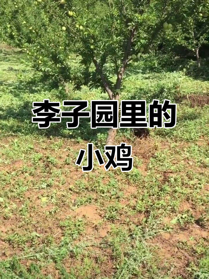 李子园里的小鸡娃,母鸡带着捉虫子