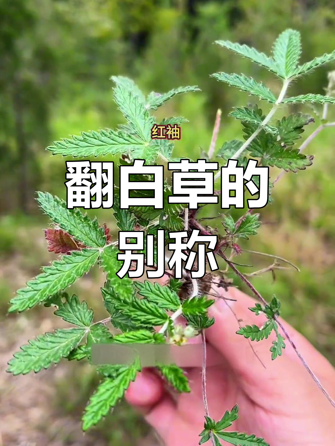 翻白草,别名众多,你听说过吗?