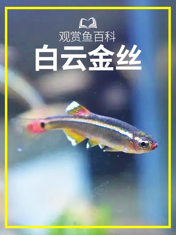 白嫖的观赏鱼百科系列——白云金丝
