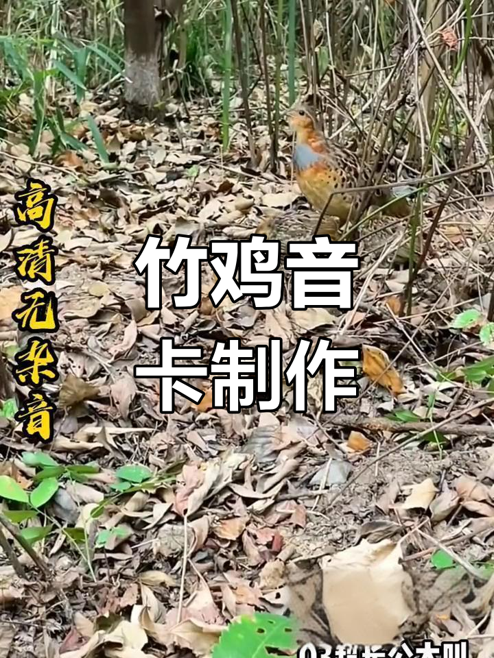 竹鸡户外音响制作教程