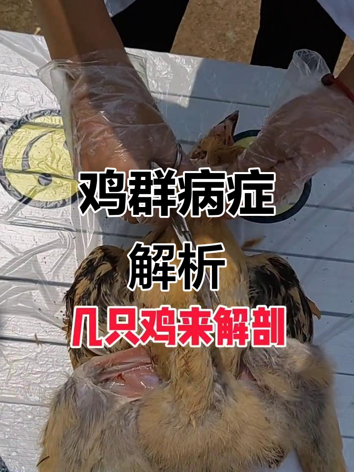 鸡群大小不均,腺肌胃炎症状分析