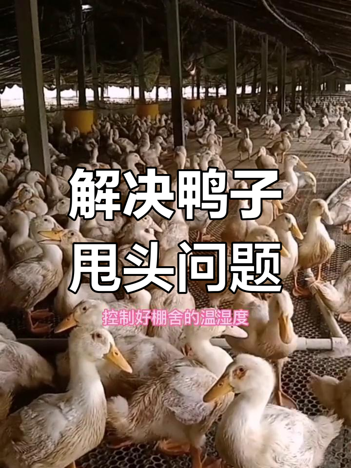 鸭子甩头现象原因及解决方案