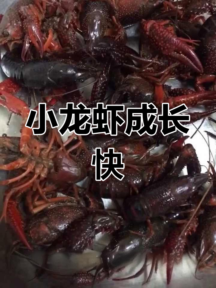 小龙虾生长速度惊人,二至三个月就能长成大虾