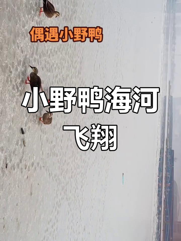 海河上的小野鸭,滑翔飞行太美了!