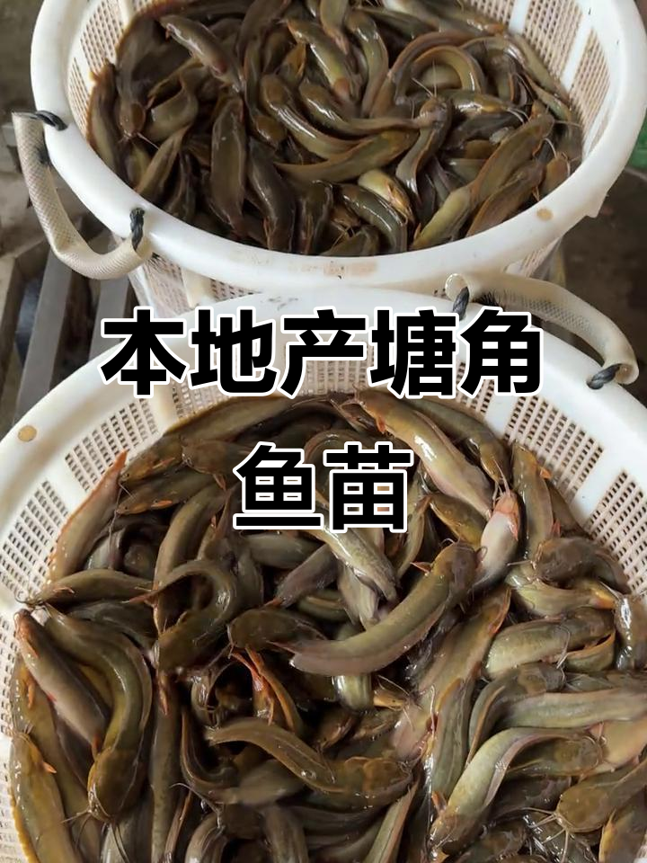 本地塘鲺鱼苗，1斤20～30条优质鱼种