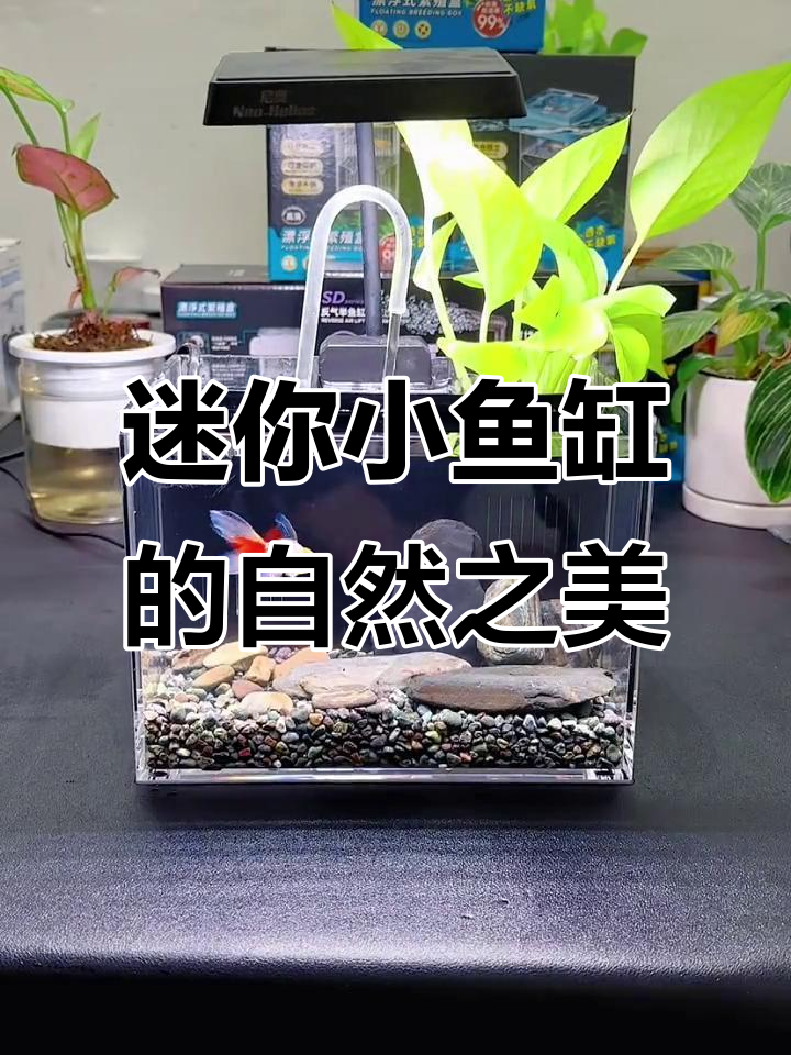 小鱼缸也能打造自然美景,迷你水族箱造景技巧大公开