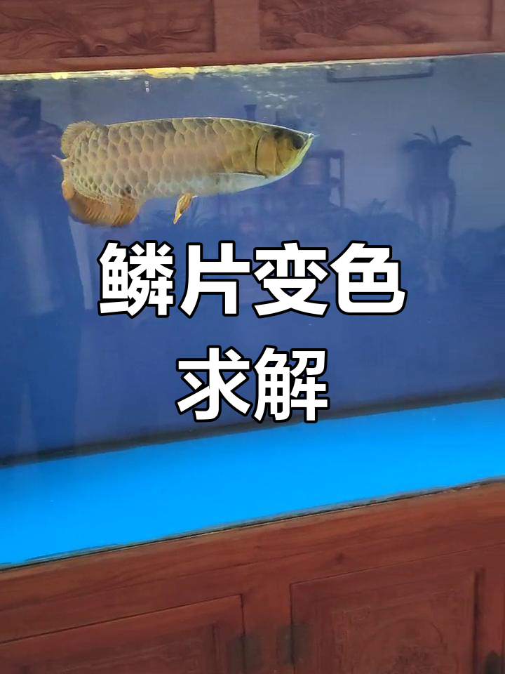金龙鱼鳞片变黄,求解决方法!