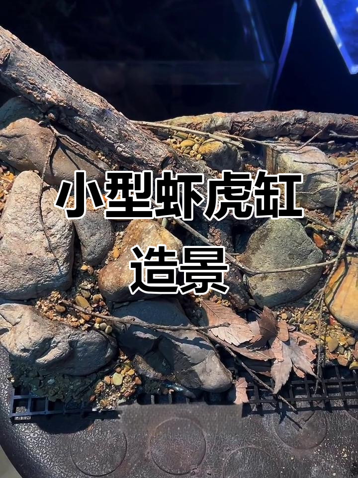 迷你虾虎缸造景,细节丰富层次感强