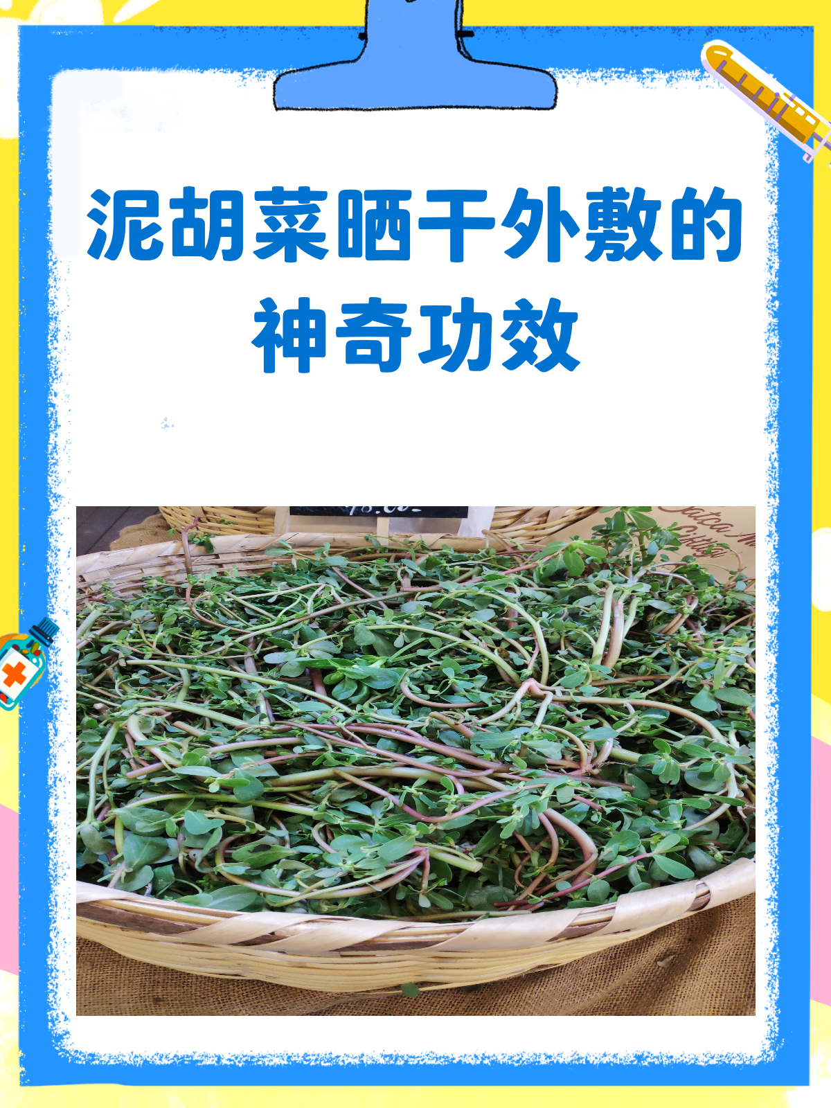 泥胡菜晒干竟能外敷?医生揭秘其妙用!