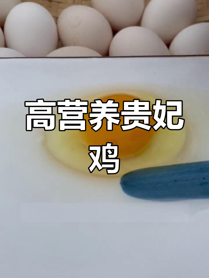 贵妃鸡蛋,蛋黄细腻、蛋白香甜,营养价值远超普通土蛋