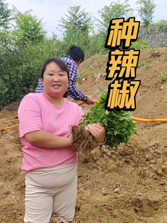 补苗盼秋辣,一碗麦仁粥配鲜蔬,河南老乡踏实过一天!