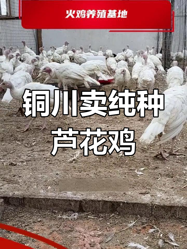 铜川市火鸡养殖基地纯种芦花鸡供应
