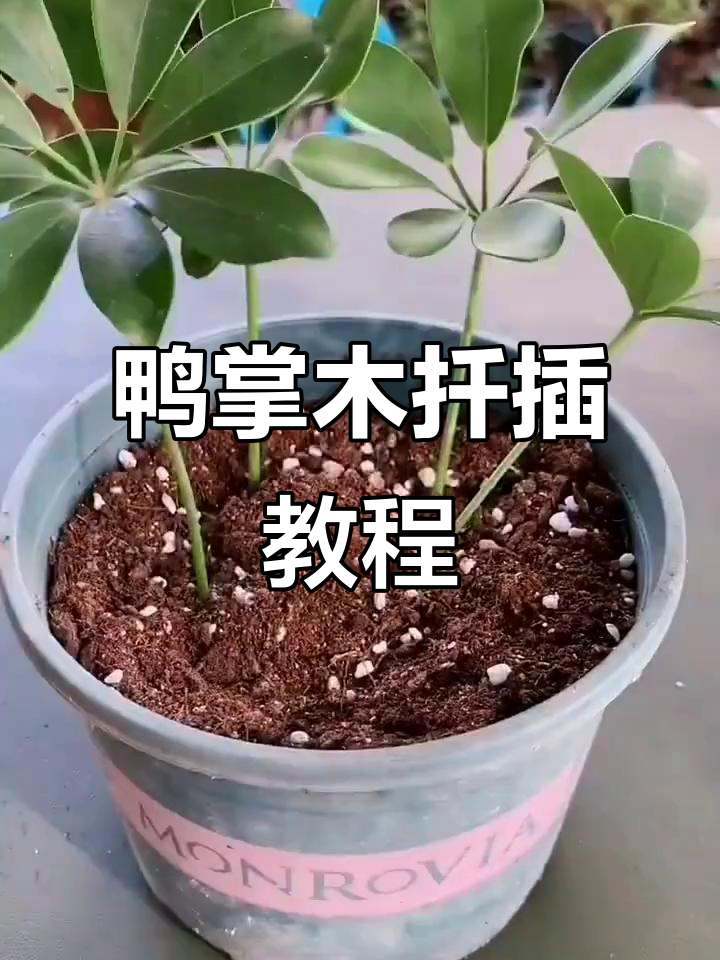 鸭掌木扦插技巧，轻松学会如何操作
