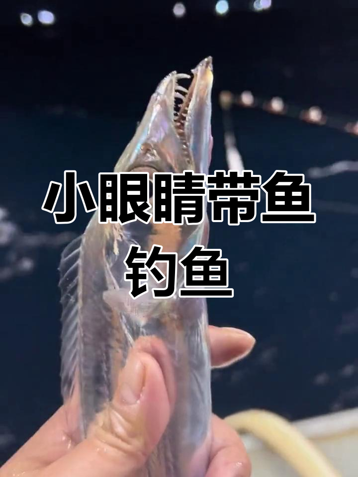 舟山小眼睛带鱼海钓体验
