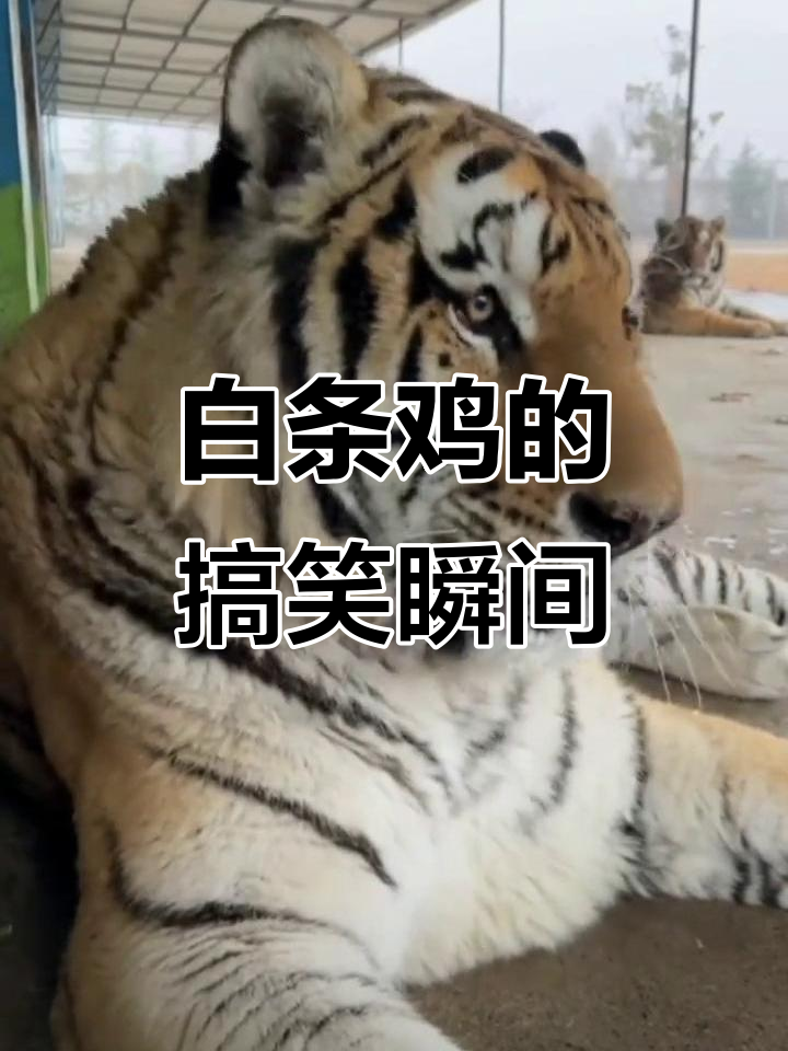 麟麟呆萌，孬孬生气，丑丑可怜地望着白条鸡