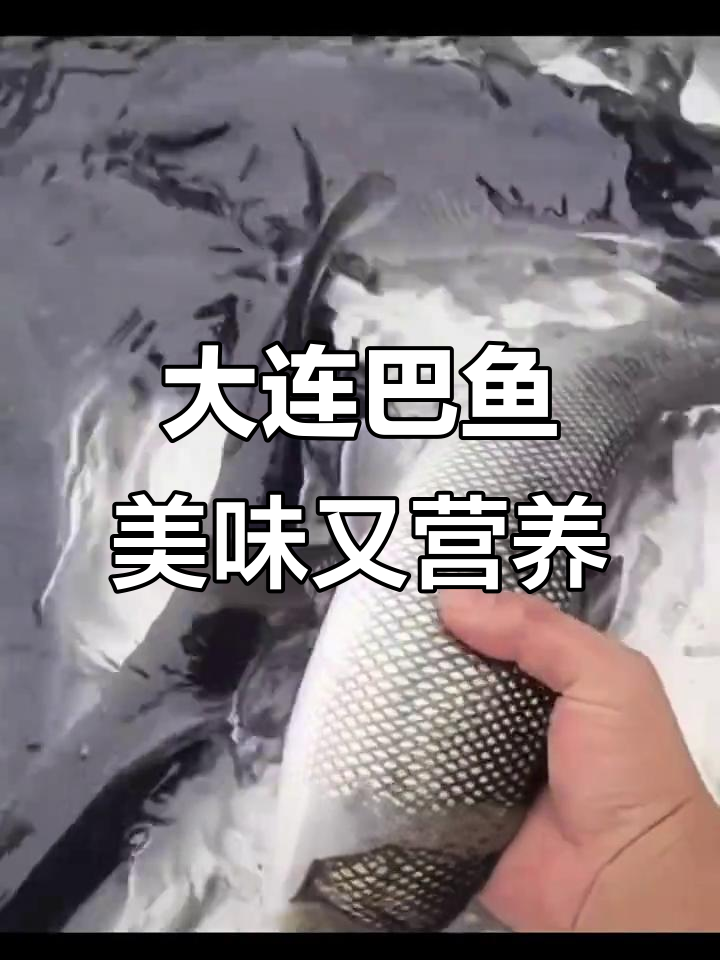 淡水银鳕鱼:大连巴鱼的鲜美与营养