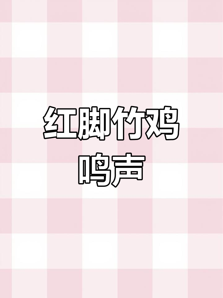 野生红脚竹鸡叫声大赏,听!