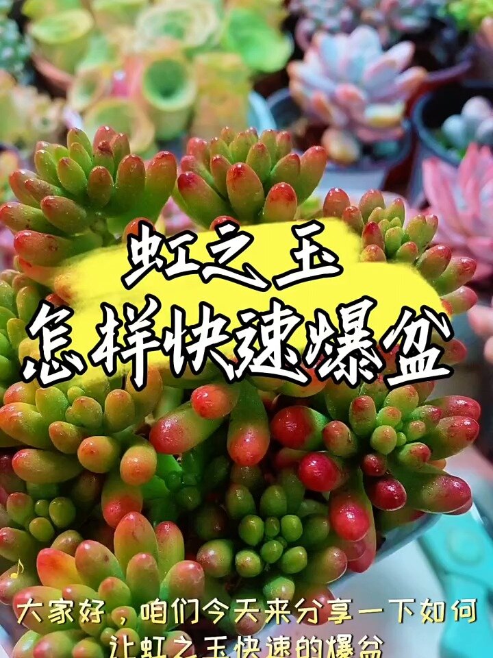 虹之玉锦多肉植物肉肉易爆盆群生
