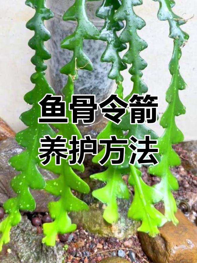 鱼骨令箭种植技巧,5条一起更美观