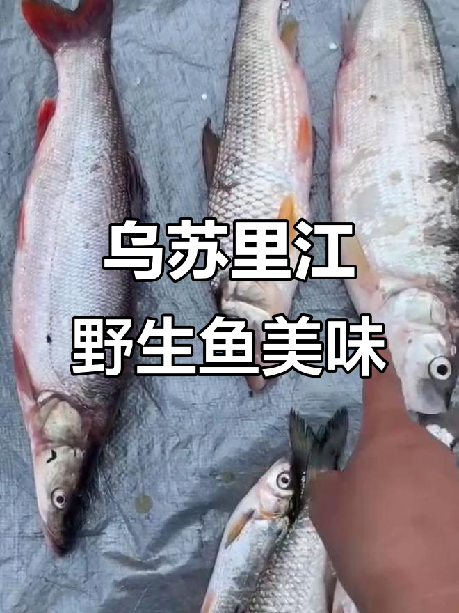 乌苏里江野生冷水鱼大揭秘：鸭螺、虫虫和兔子鱼的鲜美之旅
