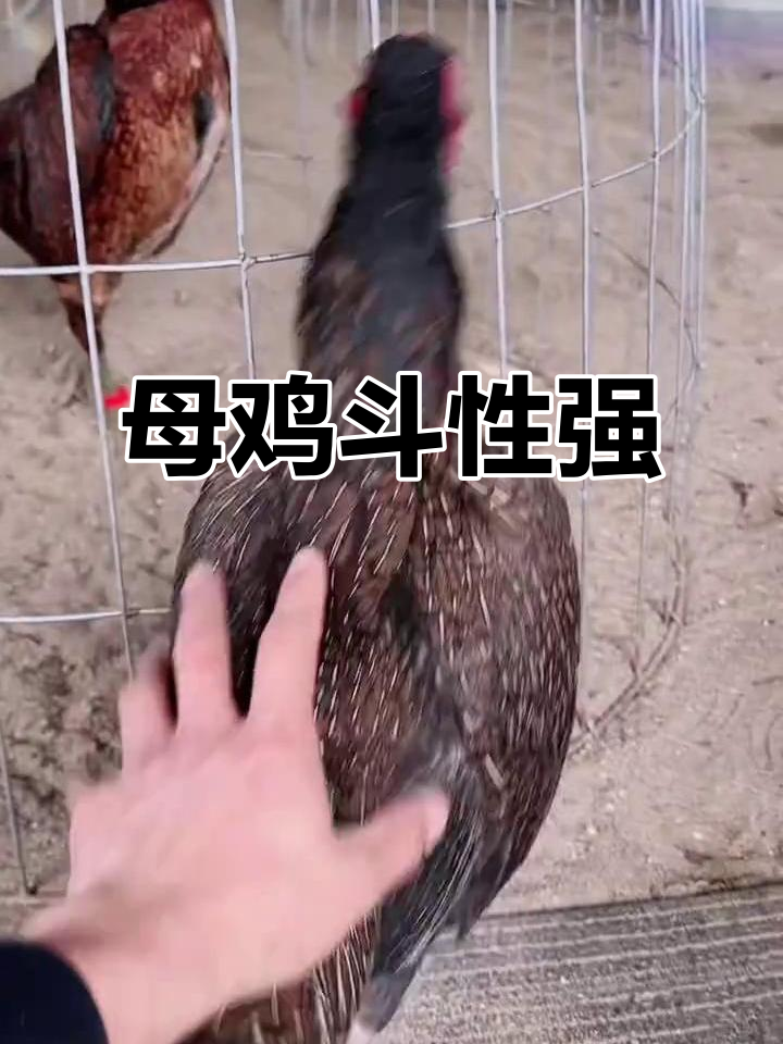 母鸡斗性十足,笼子都跑不动!越南斗鸡现场实拍