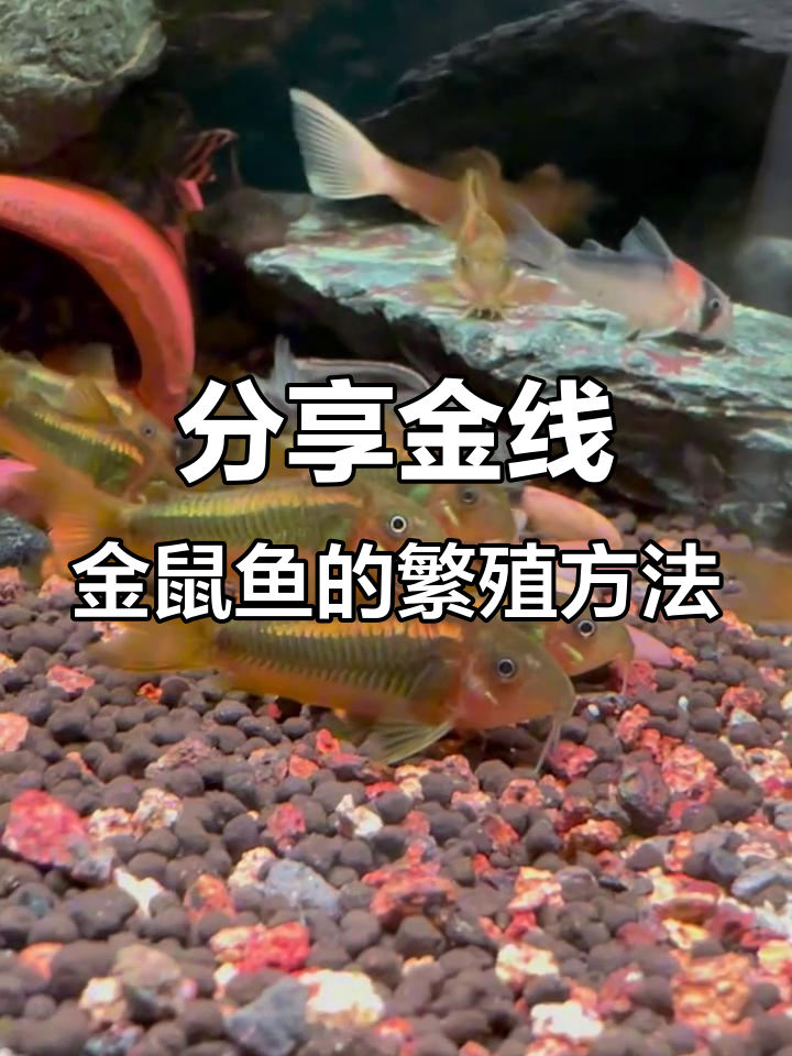 金线金鼠鱼繁殖技巧大公开，手把手教你如何操作