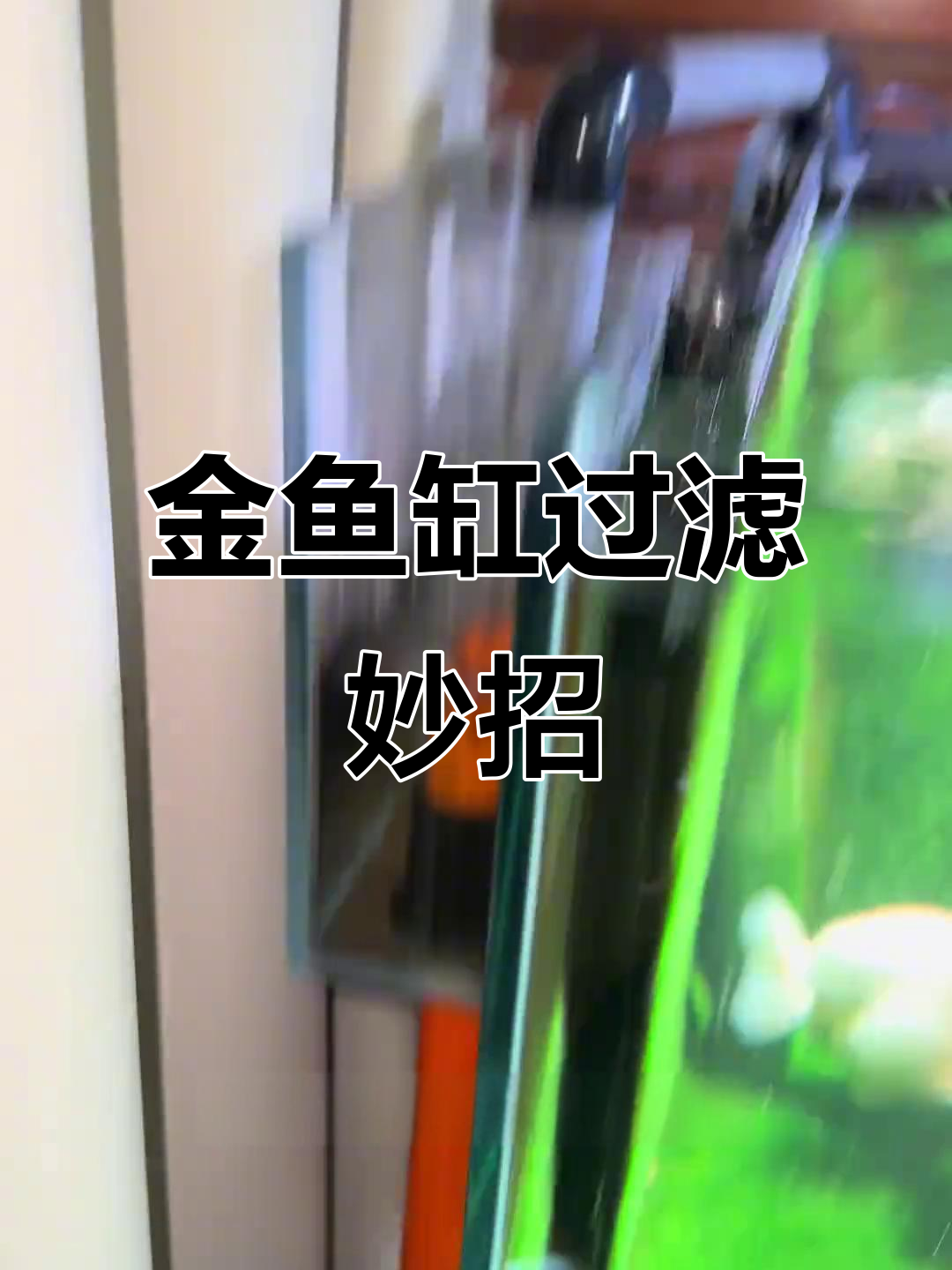 50方缸金鱼养殖,底滤设计既美观又强大