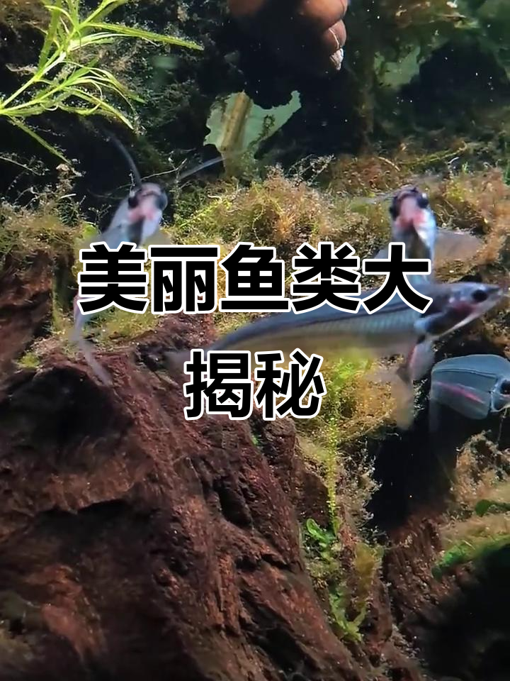 这些鱼太美了!看看你能认出几种?