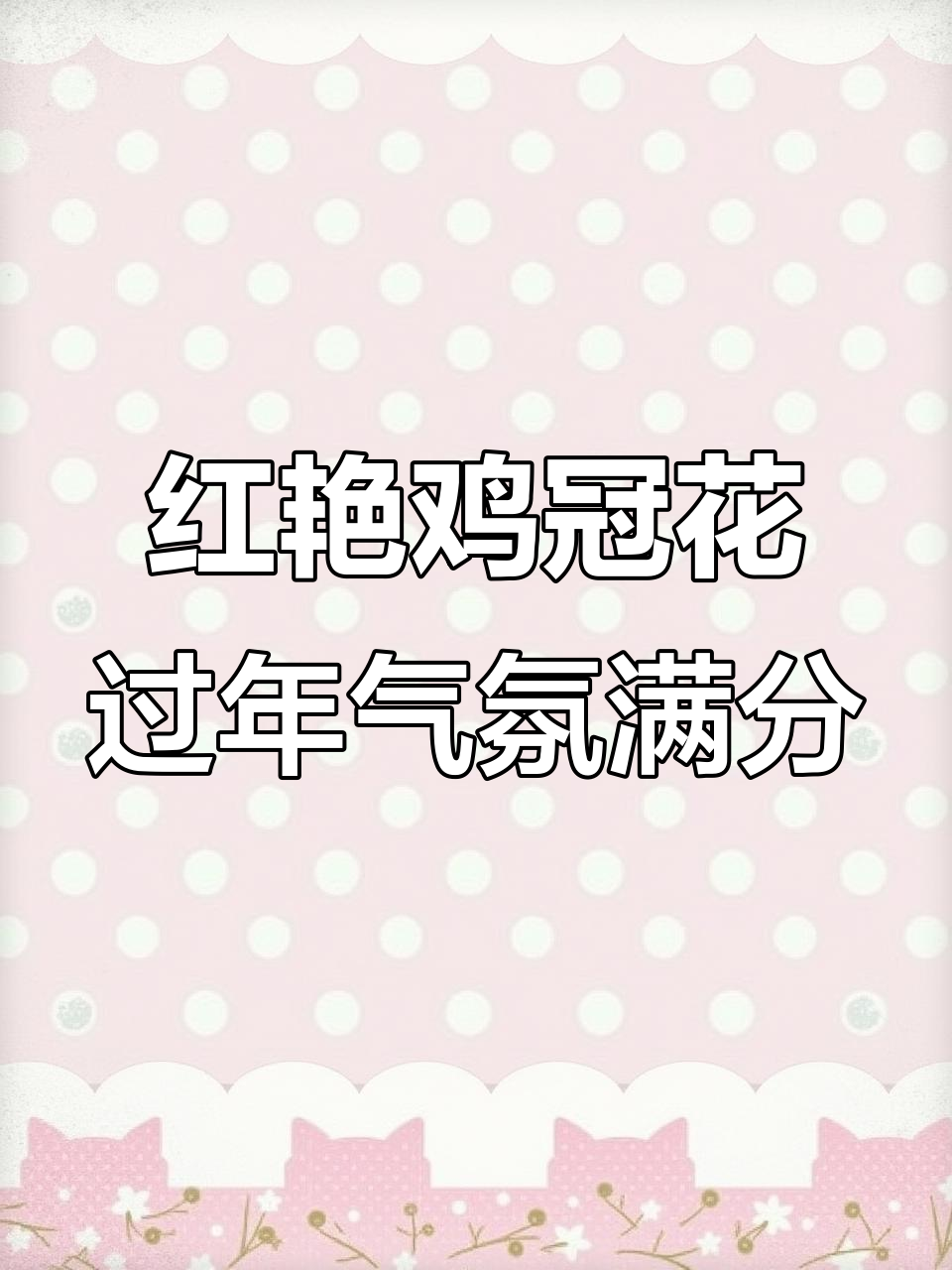 鸡冠花盛开,年味十足!矮杆多头种子等你拿