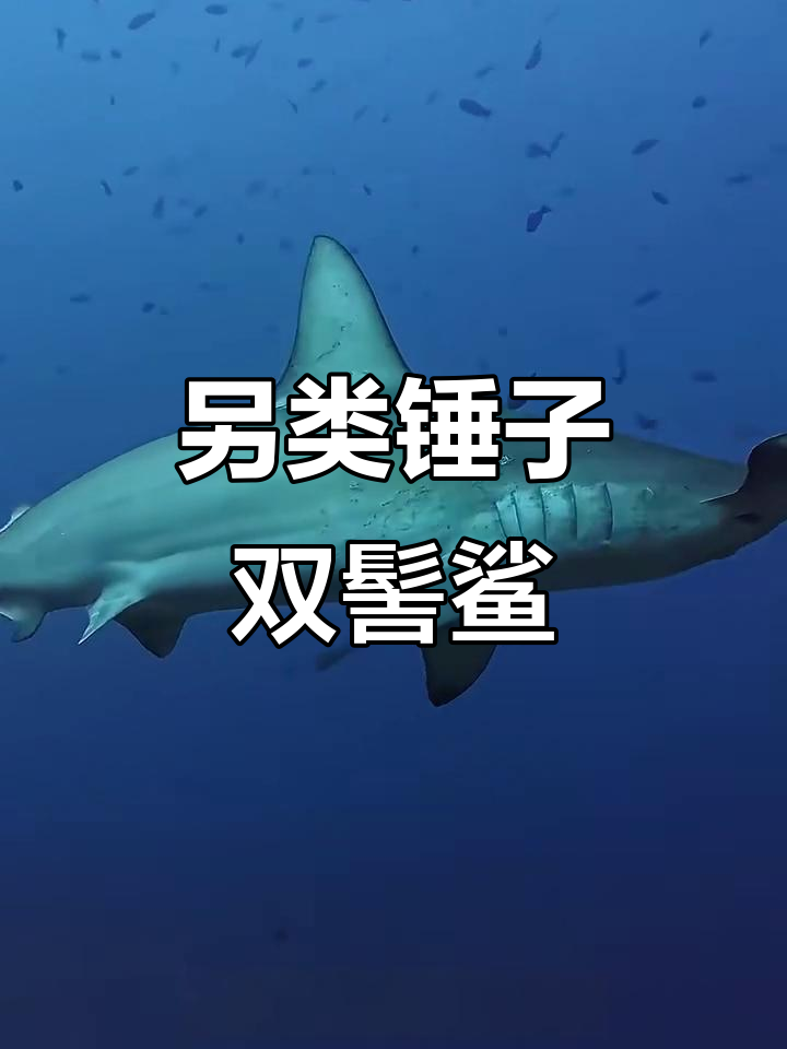 双髻鲨:锤头鲨的独特捕食技巧与濒危现状