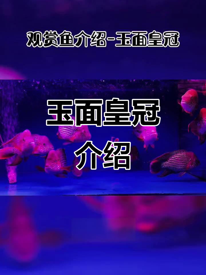 玉面皇冠:艳丽观赏鱼,领地意识强