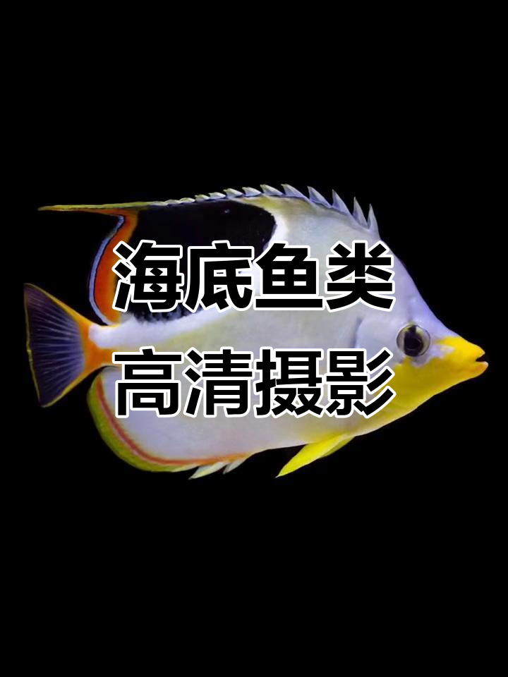 海水鱼高清摄影,带你领略海底世界的美丽与神秘