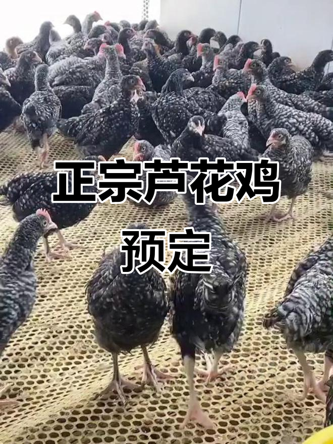 芦花鸡苗预定,农村散养土鸡防疫无忧