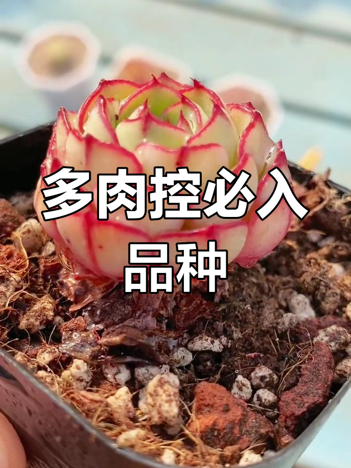 各种带边线多肉,颜值爆表!