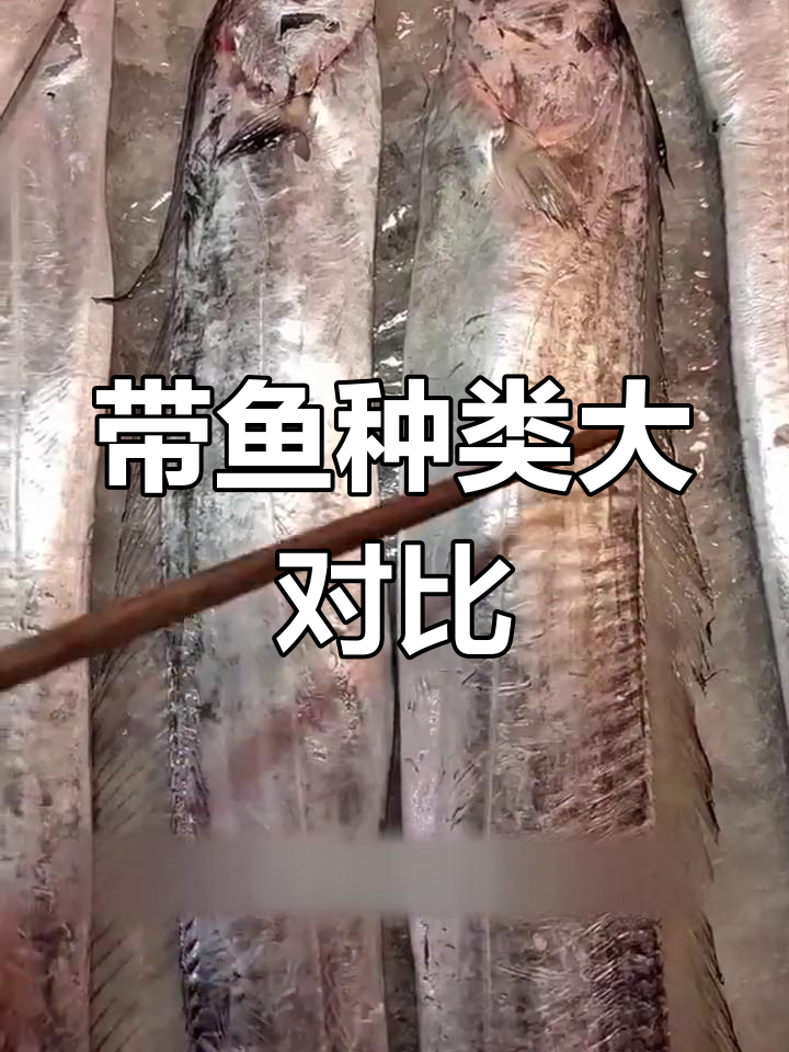 黄黑眼睛带鱼的区别解析