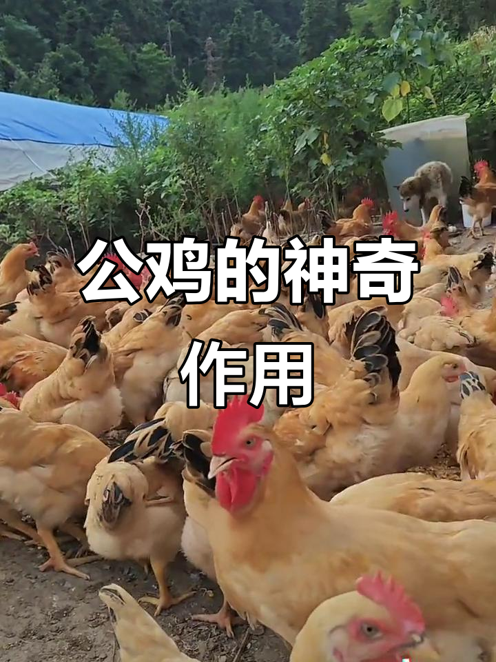 公鸡如何帮助母鸡提高产蛋效率?