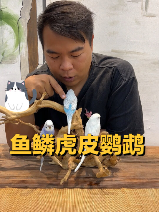 鱼鳞虎皮鹦鹉