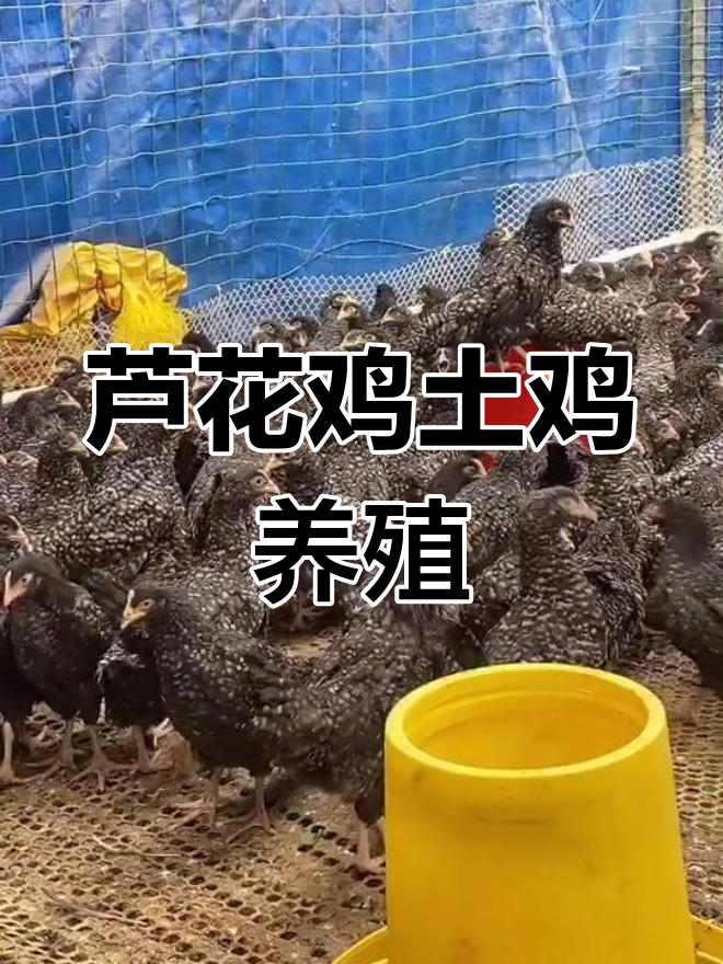 芦花鸡养殖技巧:公鸡肉质鲜美,母鸡高产蛋
