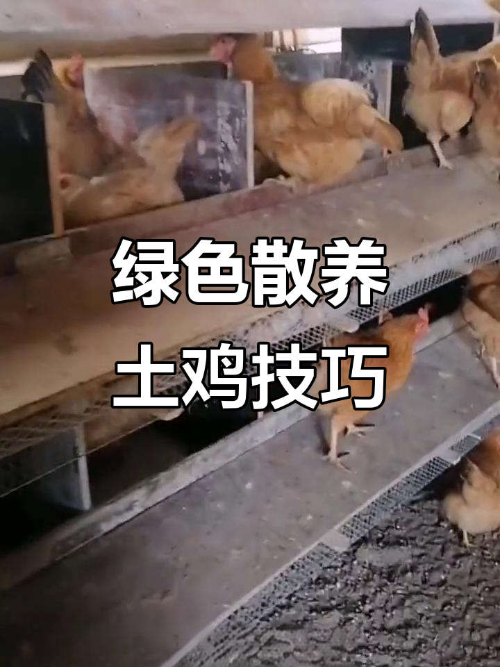 湖北江汉街的生态土鸡养殖秘诀,看这些神奇架子如何让蛋更干净