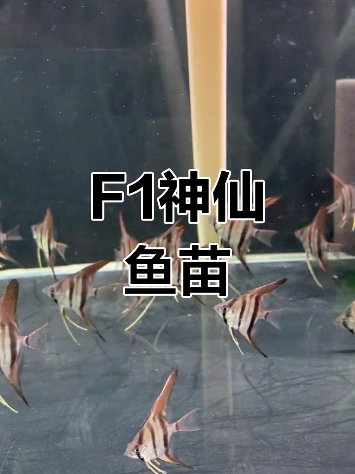 魔门斯卡神仙鱼F1满栋线包肚,品质保证