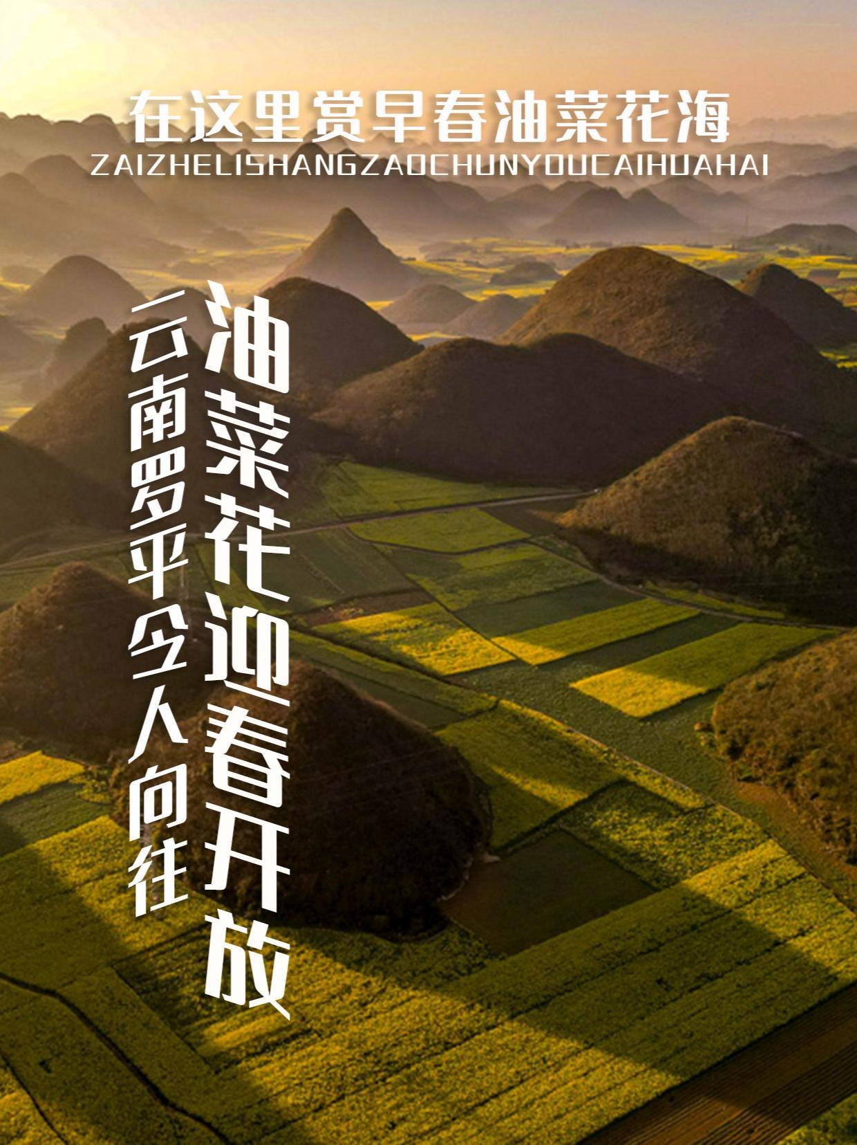 迎春竞相开放!春节去罗平 穿越金色花海!全国最早开花的油菜花田在这里!春节心动之旅 春节去