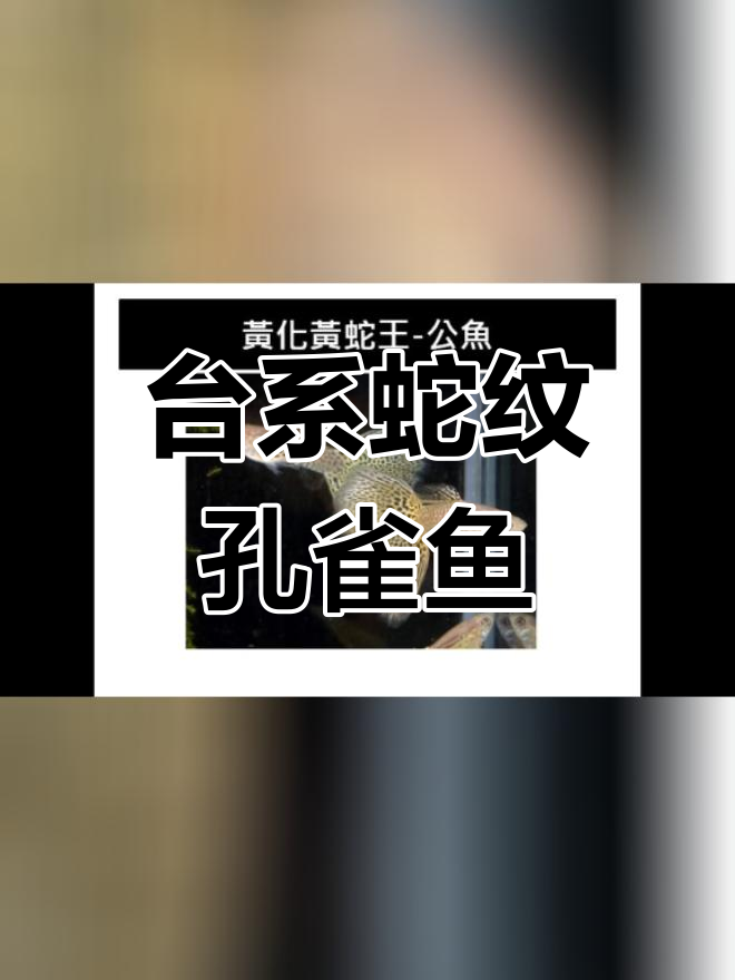 蛇纹类孔雀鱼品种解析
