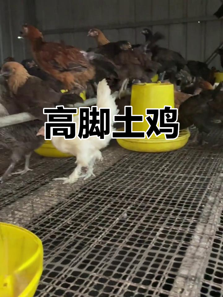 云南本地土鸡,抗病力强