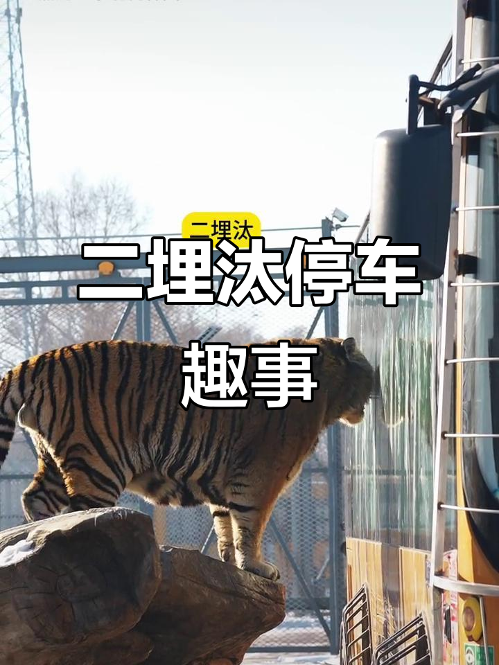 黑龙江东北虎林园：二埋汰指挥停车，油条搞笑互动