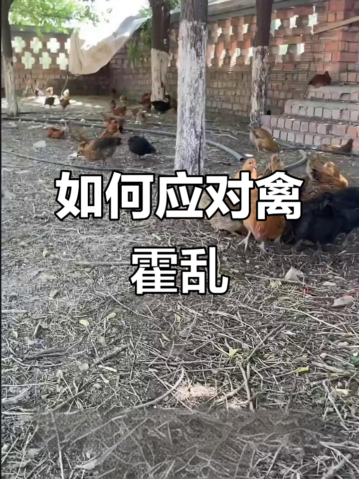 夏季禽霍乱高发,如何预防和治疗?